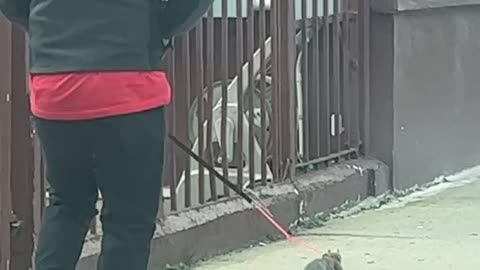 Leashed Squirrel Goes For a Sunday Stroll