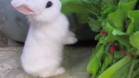 Cute rabbit 🐇🐇 funny video