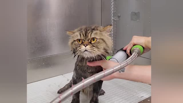 Hilarious angry Cat wants revenge on his groomer _ Mayonnaise is back- Our Pets 🐶