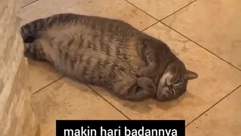 Big cat sleeping