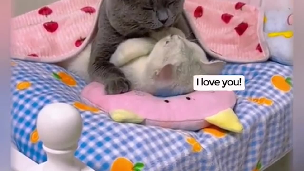 Funny Cat kiss me | beautiful cats love | animals