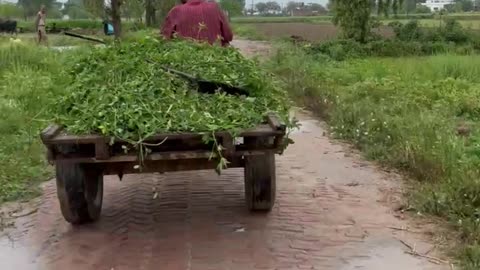 A villager bringing eatables for Buffaloes in Punjab Pakistan