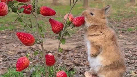 Cute Bunny eating strawberries 🥕🐇💞||Please subscribe