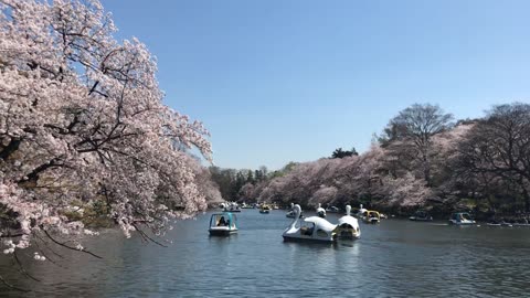 Cherry Blossom with Swan in Water