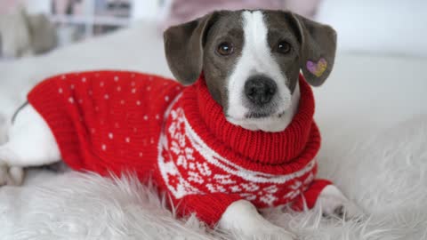 beautiful dog in red clothes
