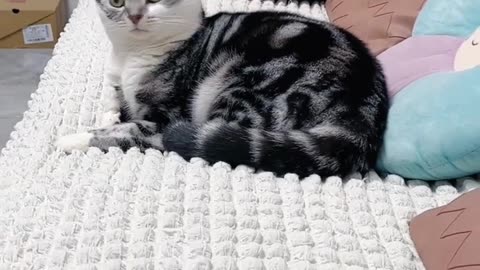 Funny Cats And Dogs Videos