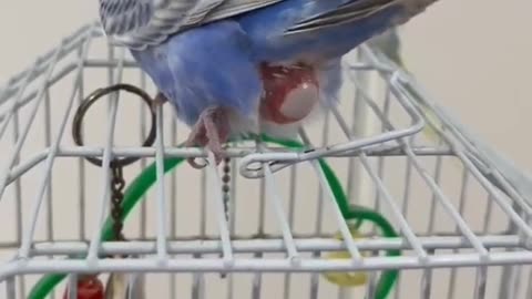 Female Parakeet Laying egg on the cage