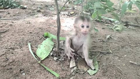 After she picked up the baby monkey.