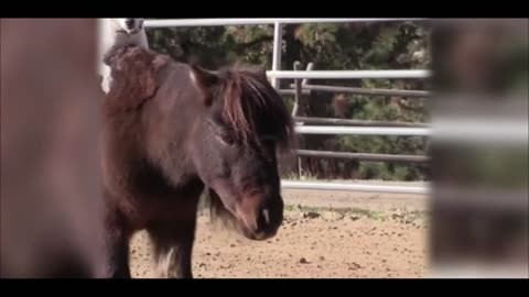 Funny Animal Part 45