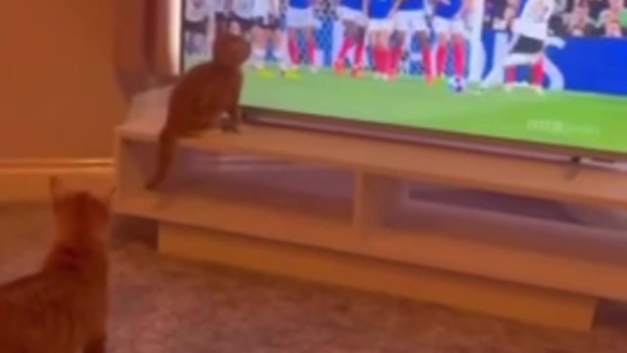 funny cat🤗😂😁😜