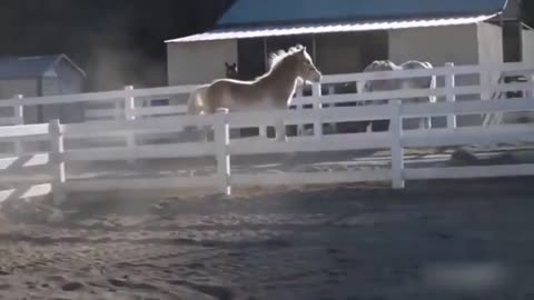 Hilarious Compilation of Animal Fails in 2020: A Must-See for Anyone in Need of a Good Laugh
