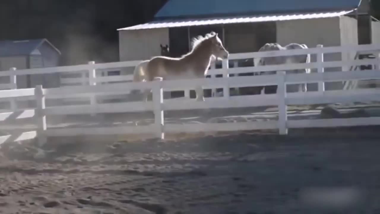 Hilarious Compilation of Animal Fails in 2020: A Must-See for Anyone in Need of a Good Laugh