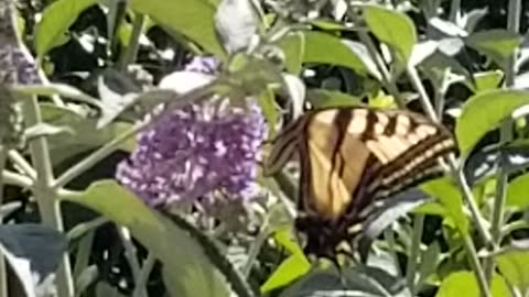 Butterfly on Buddleia