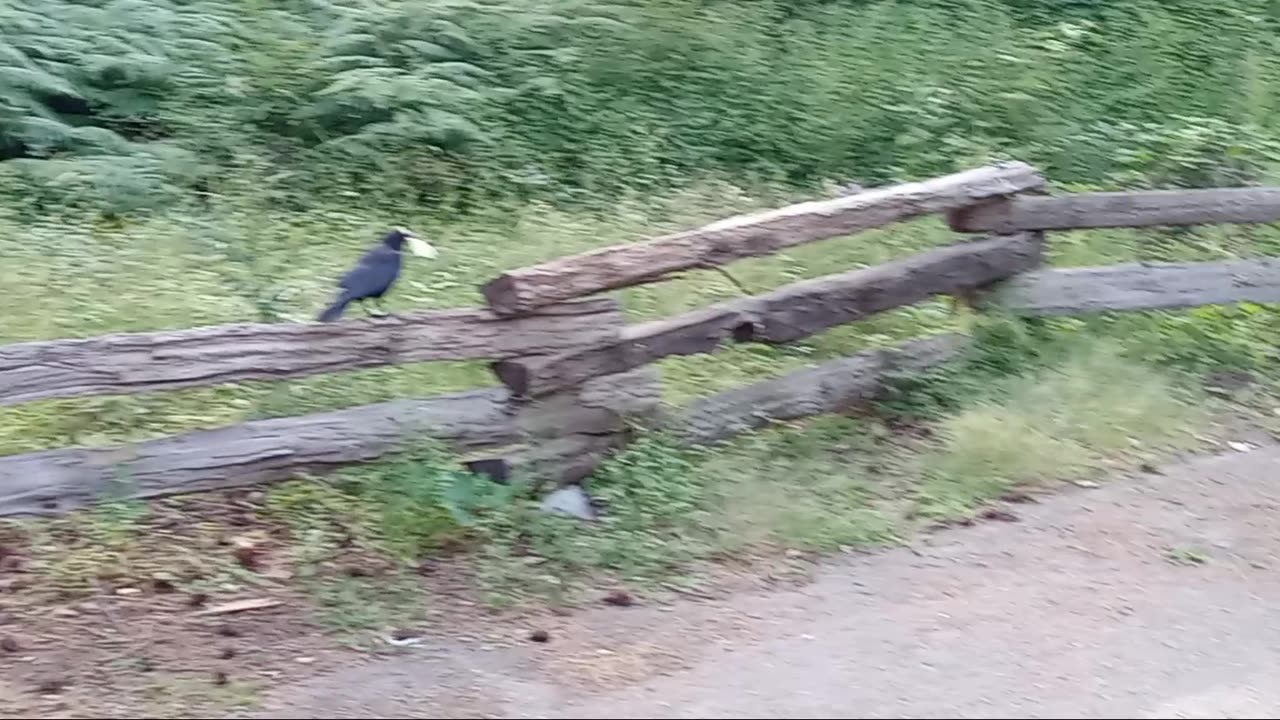 Crow Picking Up Some Cheese