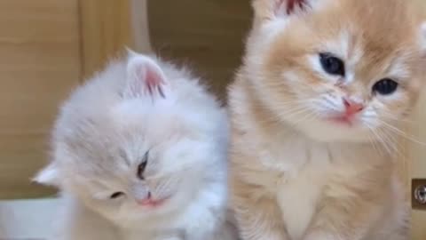 Funny cat videos 😂