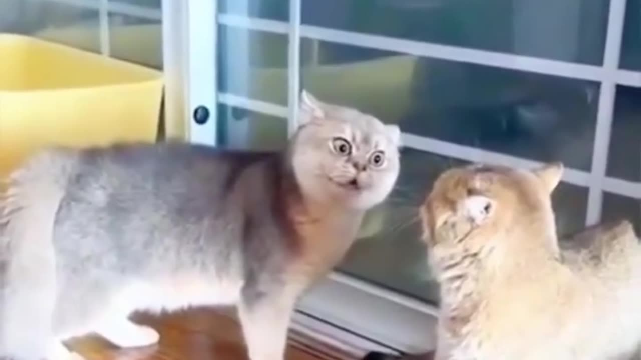 Funny cats singing Moy Moy