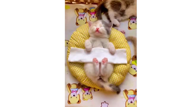 Cute Baby Cat