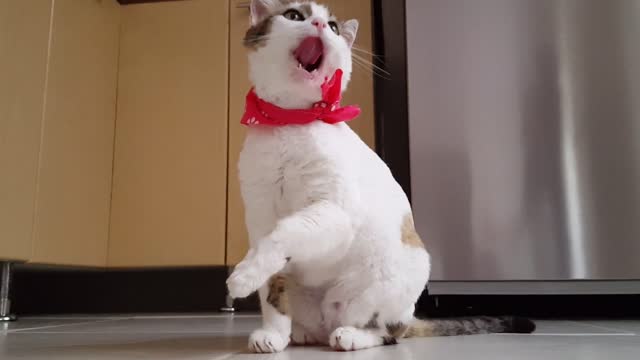 Video Of Funny Cat funny cat