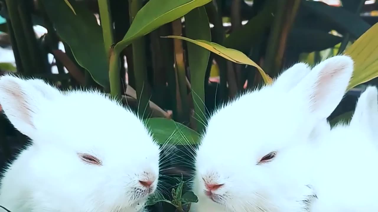 Beautiful Rabbits 🐇 😍 ❤️