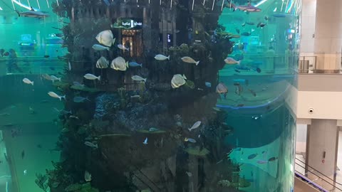 Huge fish aquarium at jeddah Airport