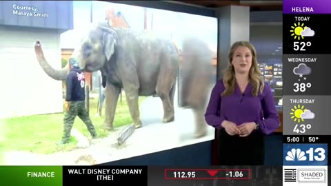 Elephant On The Loose In Montana