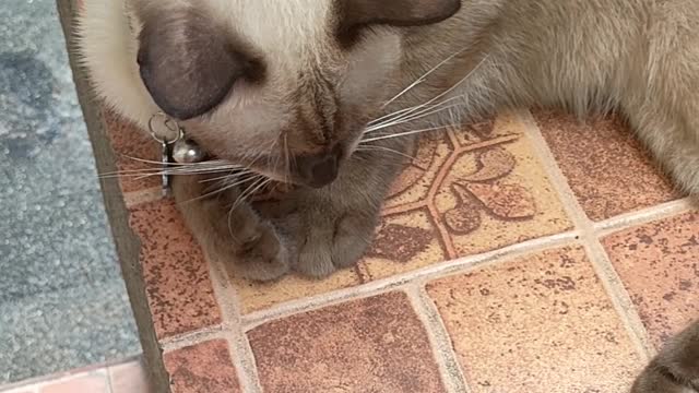 Cat Copies Coin Trick