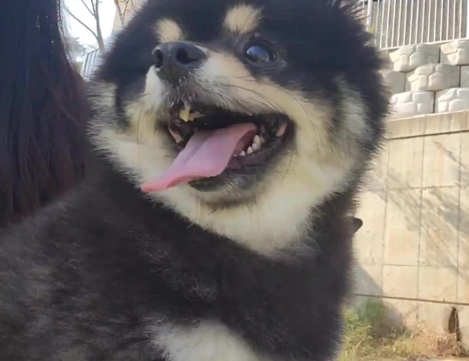 A smiling puppy video