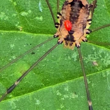 Parasite on a weaver's mite / a red mite sits on a weaver's mite / close-up of a weaver's mite.