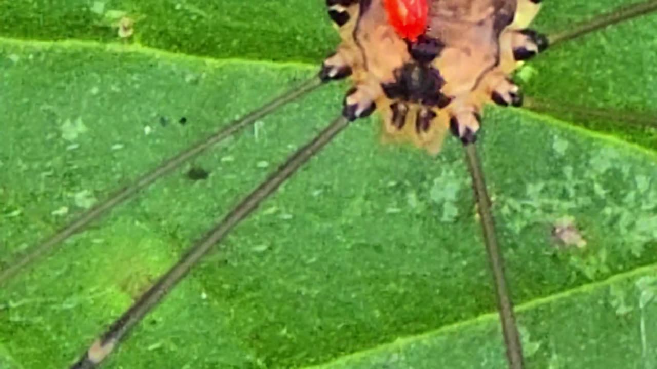 Parasite on a weaver's mite / a red mite sits on a weaver's mite / close-up of a weaver's mite.