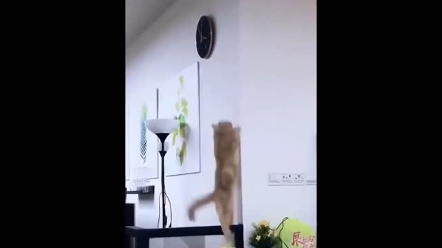 Best of the 2022 funny animal videos. This is the funniest and best video ever