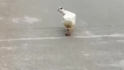 How your girl walk, does like this duck walk?