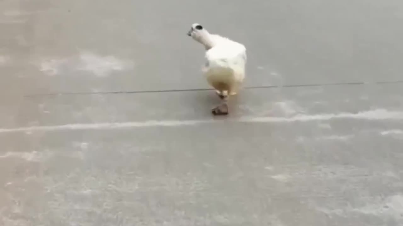 How your girl walk, does like this duck walk?