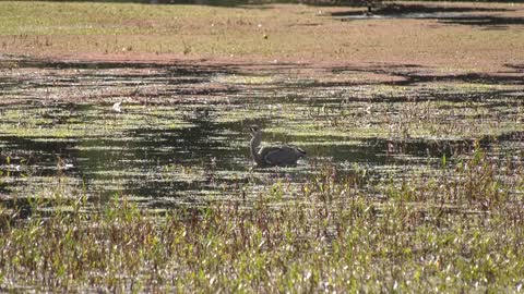 Watch how heron catches fish with their pointed beak in the river at noon