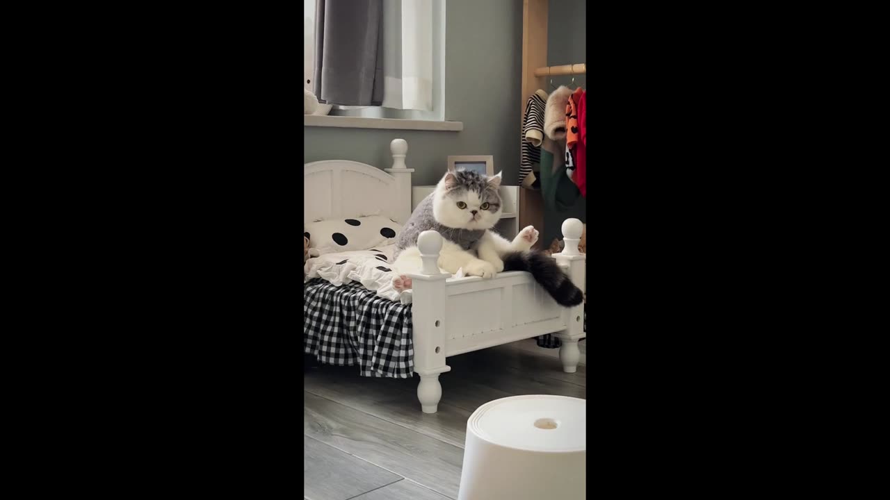 The cat who only knows how to eat!