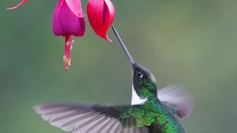 Birds 🐦 are looking for sweet food 💞💯