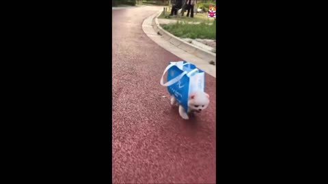 Funny animal videos 2023 - Funny cats_dogs - Funny animals Part81_Haypyy Pett