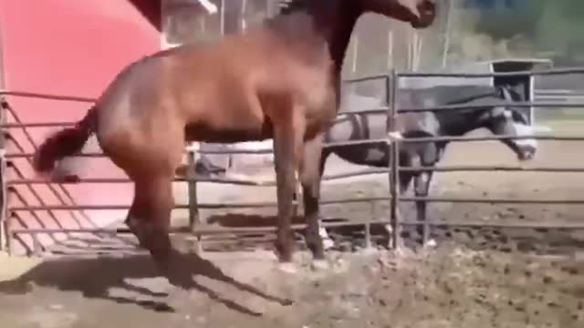 Made your day with these funny and cute Horses | Funny horse videos compilation