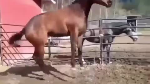 Made your day with these funny and cute Horses | Funny horse videos compilation