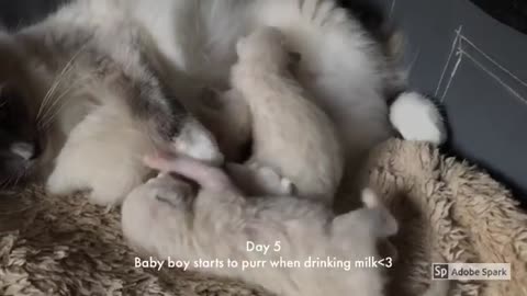 First 8 weeks with Ragdoll KITTENS! Heartwarming Story💞