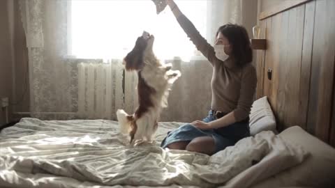 Slow motion of a protective masked young girl with her playing puppy at home during quarantine