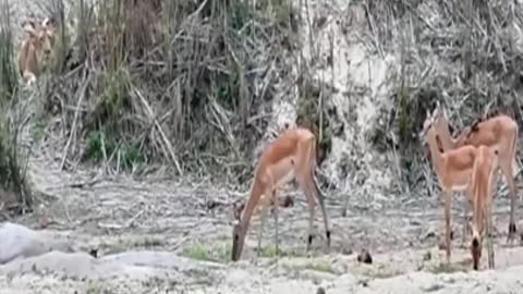 Horrible Lion Attacking Deer's #shorts #nature lovers