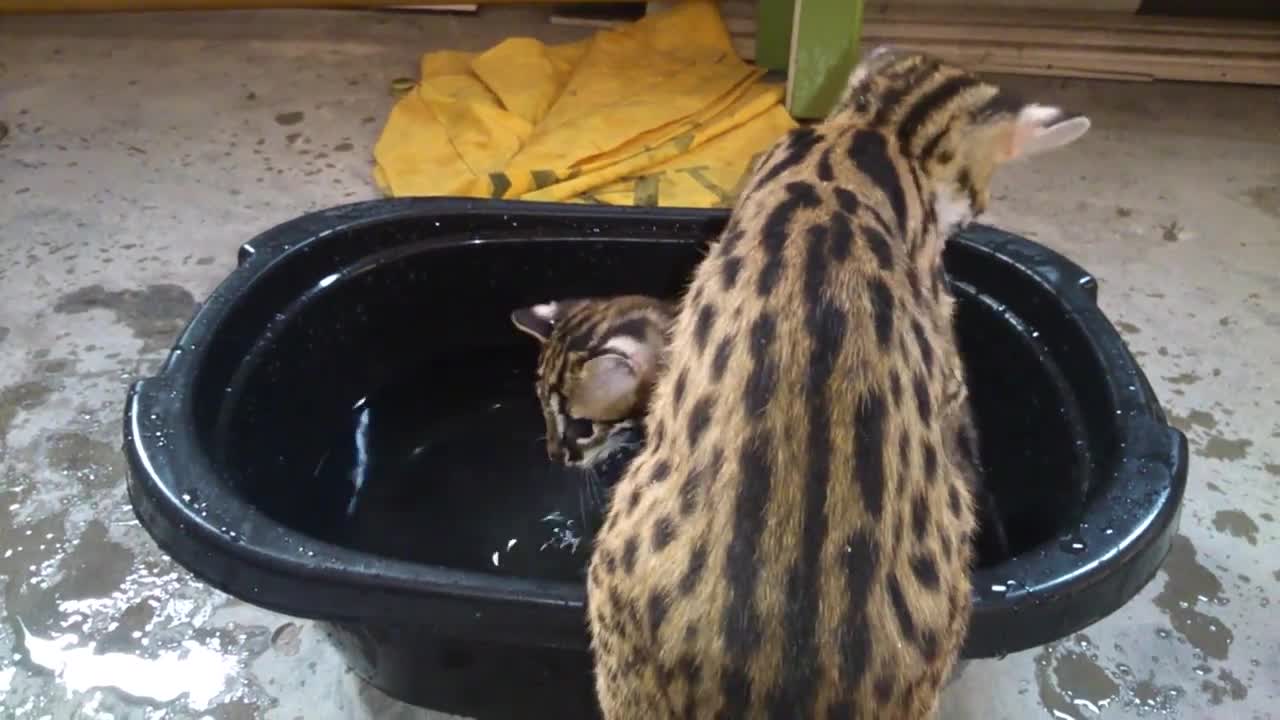 Asian leopard cat playing