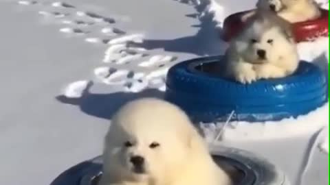 Dog play with snow