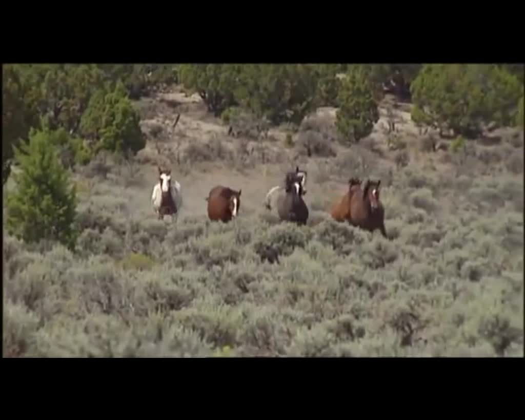 cavalos selvagens do arizonas many of the wild