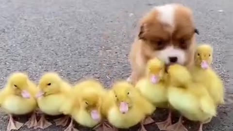 A Puppy Interacting with Other Animals