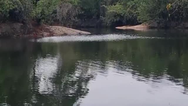 Bom dia com o canto dos pássaros 🎶 💦 Som original da natureza! Tudo verdinho de novo!