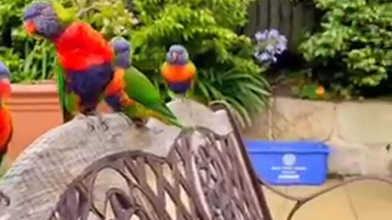 Love birds parrots 🦜 love