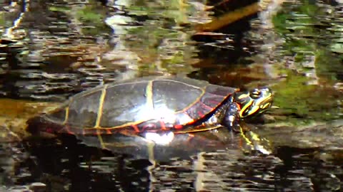 Painted Turtles