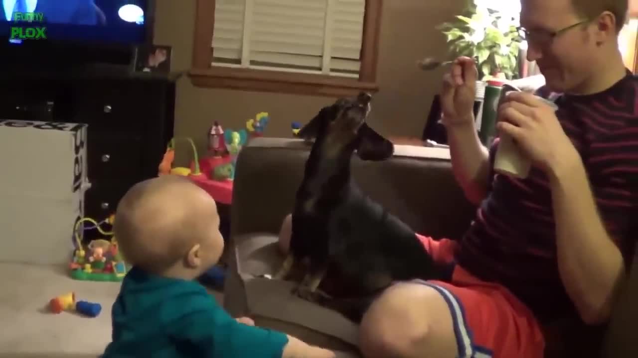 Funny Babies Laughing Hysterically at Dogs Compilation_p2