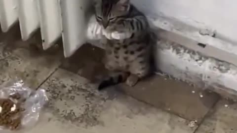 I hope someone adopts her